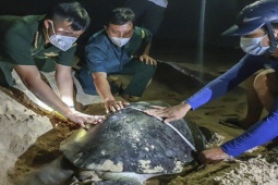 Tin tức trong ngày - 'Ông đỡ' mát tay của... rùa biển