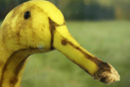 Truyện cười: Đi ăn trộm mía gặp chủ thích cà khịa