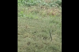 Phi thường - kỳ quặc - Cuộc chiến sinh tồn: Màn đối đầu đầy kịch tính giữa cầy mangut và rắn "khủng"