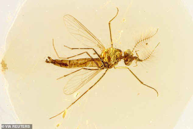 Hóa thạch muỗi đực cách đây 130 triệu năm cho thấy chúng có khả năng hút máu.