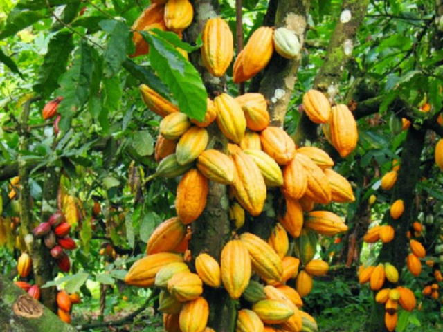 Thị trường - Tiêu dùng - Loại hạt đắt đỏ "lạ mắt" cả thế giới yêu thích, Việt Nam trồng bạt ngàn