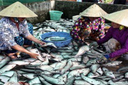 Loại cá trước không ai ăn nay phơi khô thành đặc sản, xuất khẩu sang thị trường Mỹ