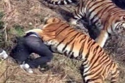 Thế giới - Pakistan: Thấy hổ gặm giày, tới kiểm tra phát hiện cảnh hãi hùng