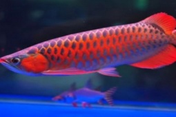 Thị trường - Tiêu dùng - Loài cá sống rất thọ, ở Việt Nam bán 50 triệu đồng/con cũng khó mua