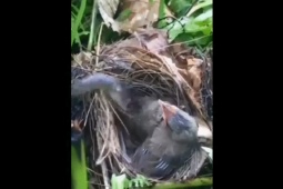 Phi thường - kỳ quặc - "Bé Na" tung hoành tấn công chim con trong tổ, cái kết khiến ai cũng thót tim