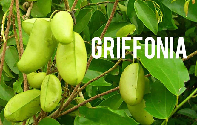 Hạt dược liệu Griffonia simplicifolia tinh chế ra hoạt chất 5-HTP