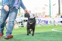 Thị trường - Tiêu dùng - Chú chó đắt giá nhất Việt Nam, đại gia Phú Thọ chi nửa tỷ đồng để sở hữu