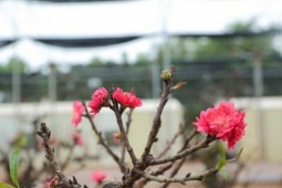 Thị trường - Tiêu dùng - Cận cảnh đào tiến Vua 'ngủ' phòng điều hòa chờ đón Tết