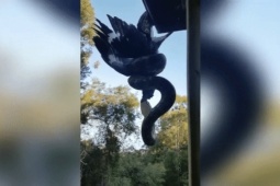 Phi thường - kỳ quặc - Lần mò theo nơi phát ra tiếng động, người đàn ông hãi hùng khi nhìn thấy cảnh tượng này