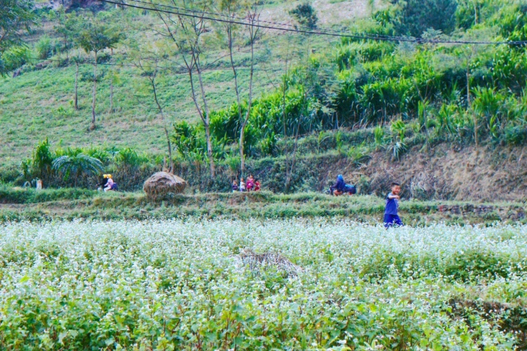 Chiêm ngưỡng những loài hoa bung nở chốn vùng cao.