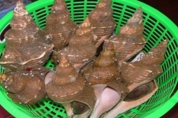 Thị trường - Tiêu dùng - Thứ rất quý, đại bổ, ở Việt Nam rẻ nhất tiền triệu/kg có tiền cũng khó mua được