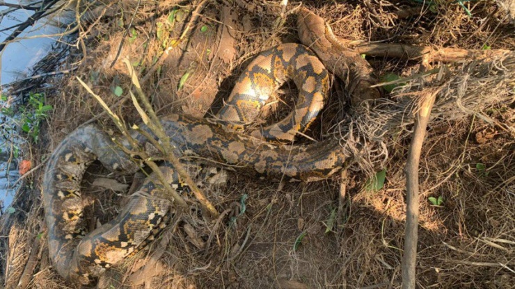 Cá thể trăn gấm mắc lưới được người dân phát hiện. Ảnh: N.VĨNH