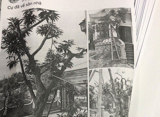 Một trong số bằng chứng ông Lộc cung cấp cho công an, chứng minh cây trứng gà vẫn phát triển tốt