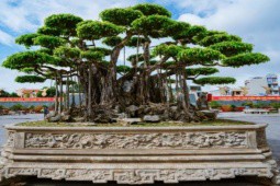“Siêu cây“ nào ở Việt Nam từng được định giá gần 500 tỷ đồng?