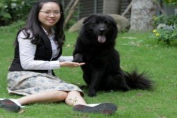 Thị trường - Tiêu dùng - Chú chó được ví như "ngao Tây Tạng" của Việt Nam, có giá chuyển nhượng "khủng"