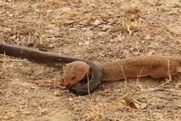 Media - Cầy mangut và rắn hổ mang chúa đen đại chiến "sứt đầu mẻ trán"