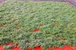 Thị trường - Tiêu dùng - Loại rau mọc dại đầy ruộng, dân cắt đem bán kiếm bộn tiền