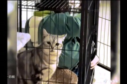 Clip hài hước - Biểu cảm "bất lực" của thú cưng trước trẻ nhỏ