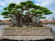 Thị trường - Tiêu dùng - &quot;Siêu cây&quot; nào ở Việt Nam từng được định giá gần 500 tỷ đồng?