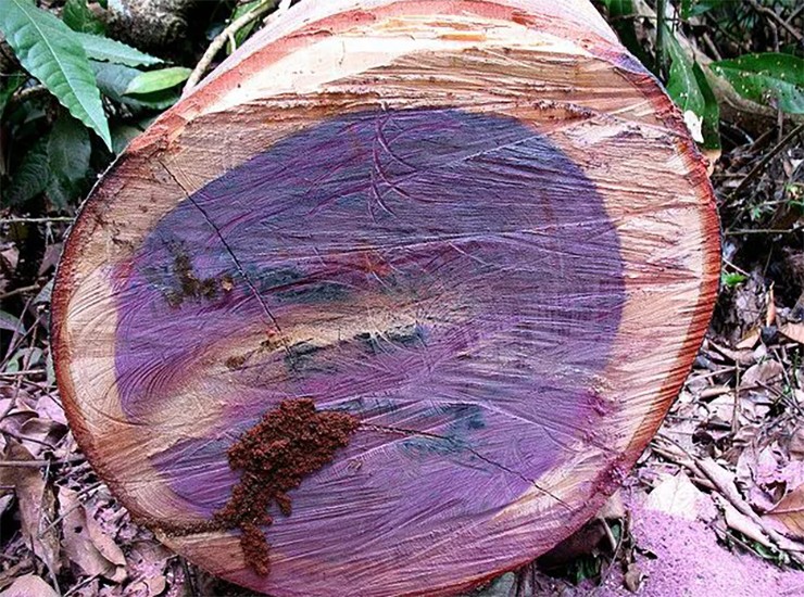 Gỗ Purple Heart hay còn gọi là gỗ cẩm tím bởi khi cắt màu sắc của gỗ sẽ chuyển từ màu nâu sang màu tím độc đáo, bắt mắt
