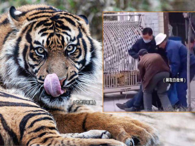 Chủ quan vào chuồng hổ Siberia, người trông coi vườn thú bị vồ chết