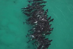 Gần 100 con cá voi tụ lại rồi mắc cạn, có hành vi lạ: Úc đưa ra quyết định đau lòng