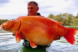 Video: Cần thủ Anh bắt được cá vàng khổng lồ chưa từng thấy, nặng 31kg