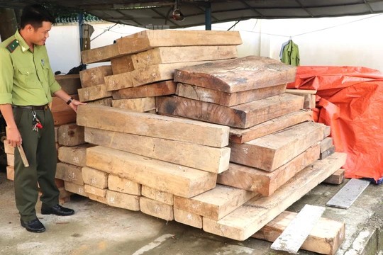 Gỗ lậu trên đất trưởng phòng nội vụ ở Quảng Nam: Phạt người anh trai 37,5 triệu đồng - 1