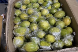 Thị trường - Tiêu dùng - Loại chanh từng đắt đỏ nay bất ngờ sụt giá chỉ còn 8.000 đồng/kg, dân buôn tiết lộ lý do