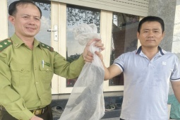 Tin tức trong ngày - Người đàn ông ở TP.HCM phát hiện con vật quý hiếm đang bò kiếm ăn trên bờ kênh