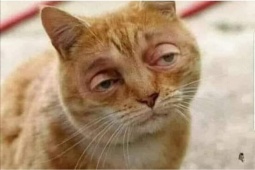 Truyện cười: Yêu thương là thế nhưng cái nết nhờ vả nó lạ lắm