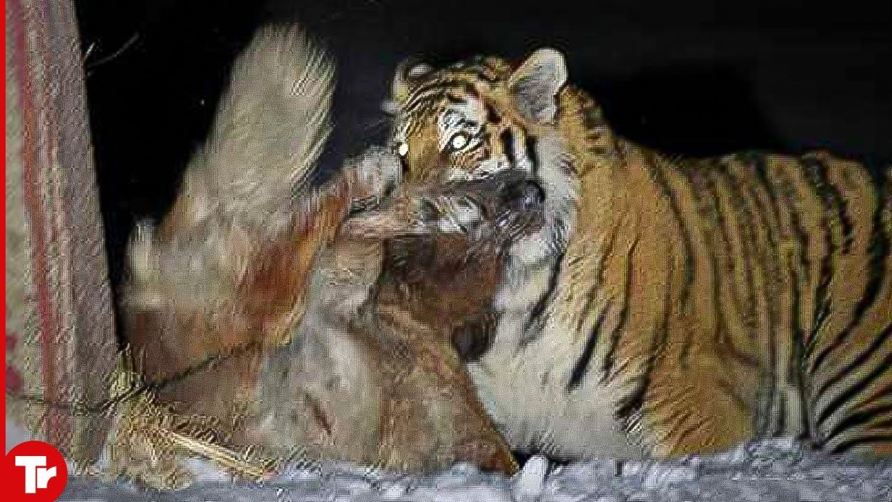 Một con hổ Siberia săn mồi. Ảnh: Tr.Tube
