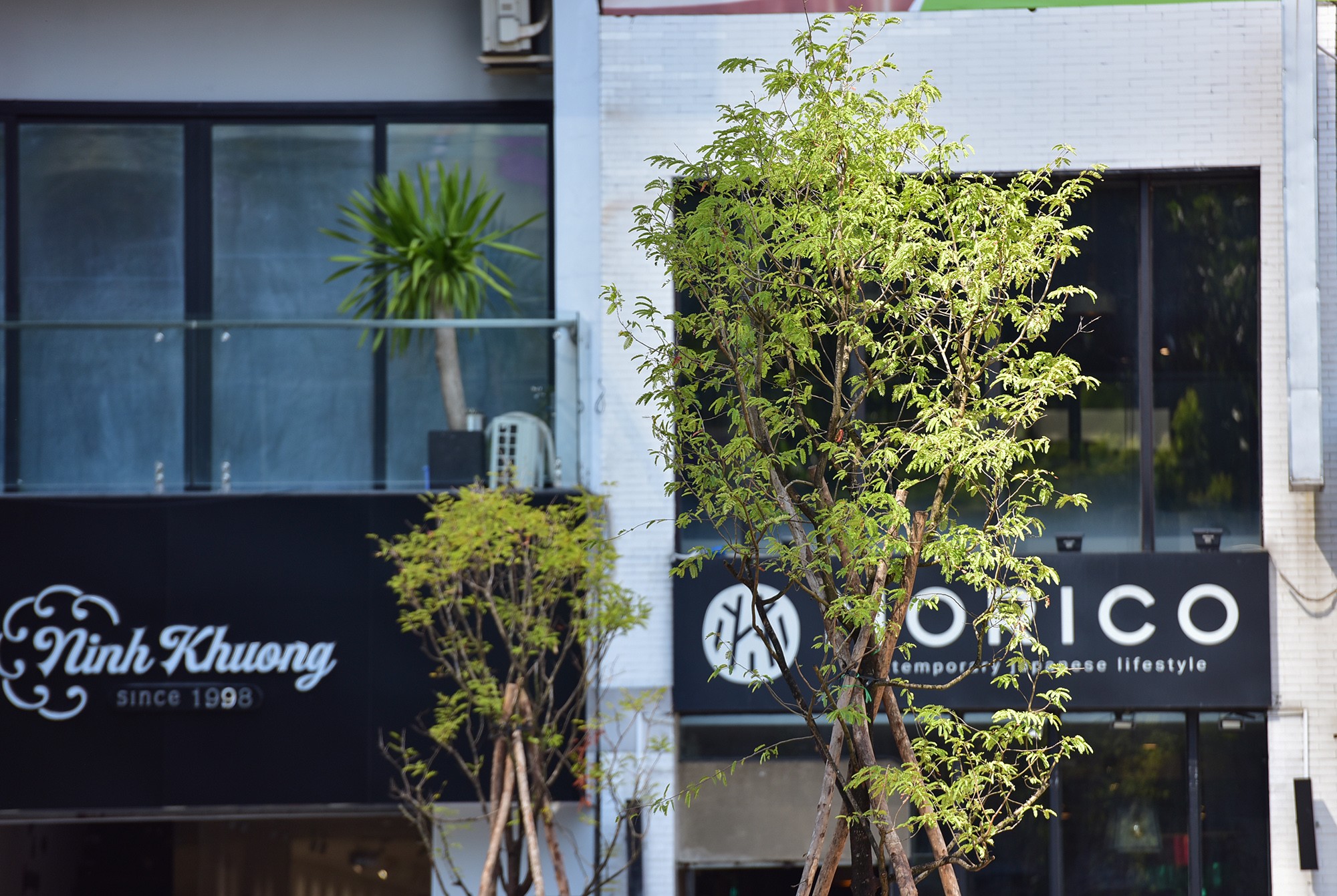 Nhiều cây có tán khá nhiều, lá tươi xanh sau khi được trồng những ngày qua giữa thời thiết nắng gắt.