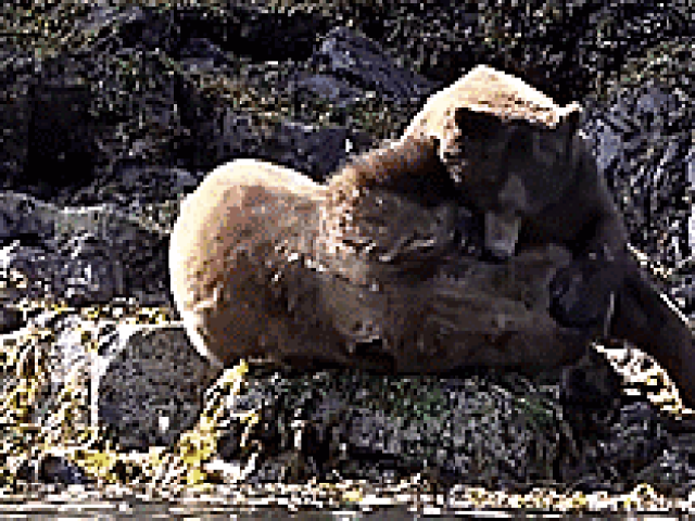 Phi thường - kỳ quặc - Cận cảnh cuộc chiến kinh hoàng của 2 con gấu xám