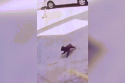 Xe máy - Xe đạp - Clip: Màn ăn vạ đỉnh cao của chú chó khi "va chạm" xe máy