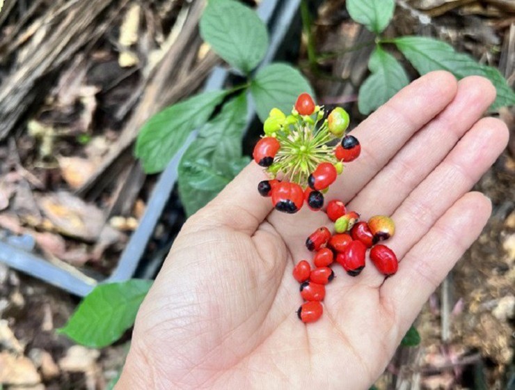 Một bông có thể cho trung bình 20 hạt, khoảng 2.000 hạt được 1kg.
