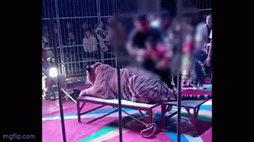 Video: Rạp xiếc cho trẻ em cưỡi lên lưng hổ để chụp ảnh - 1