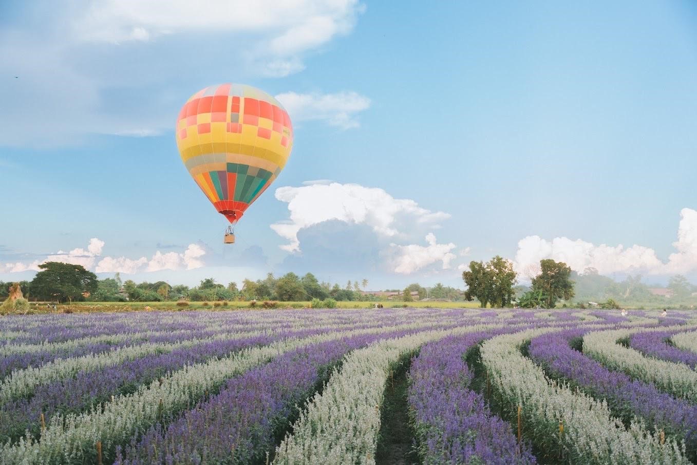 Lễ hội khinh khí cầu Balloon Flower Season 5 tại trang trại hoa I Love Flower Farm. Ảnh: I Love Flower Farm