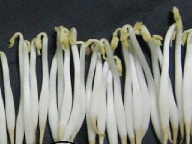 Ẩm thực - Đi chợ thấy giá đỗ có dấu hiệu "lạ" này tạm đừng mua kẻo "rước bệnh" vào thân