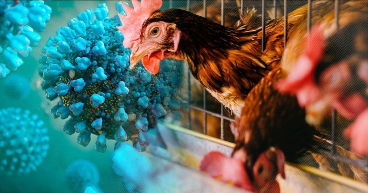Ăn thịt gà, trứng gà chế biến kỹ, đúng cách không bị nhiễm cúm A (H5N1). Ảnh minh họa
