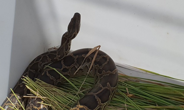 Con trăn dài khoảng hai mét được người dân bàn giao cho cơ quan chức năng. Ảnh: NT