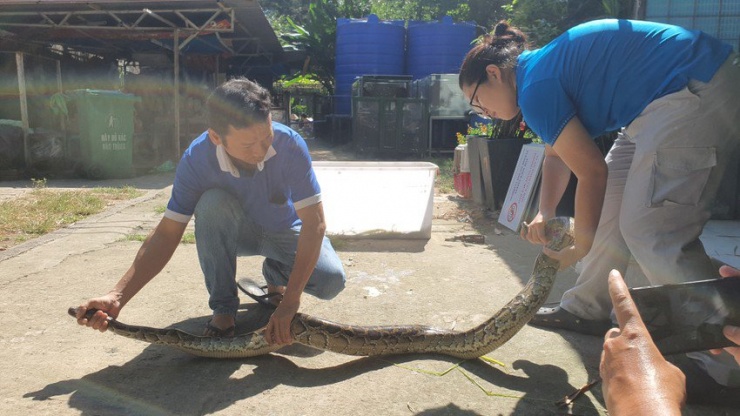 Con trăn hiện đang được chăm sóc sức khỏe tại Thảo Cầm Viên Sài Gòn. Ảnh: NT