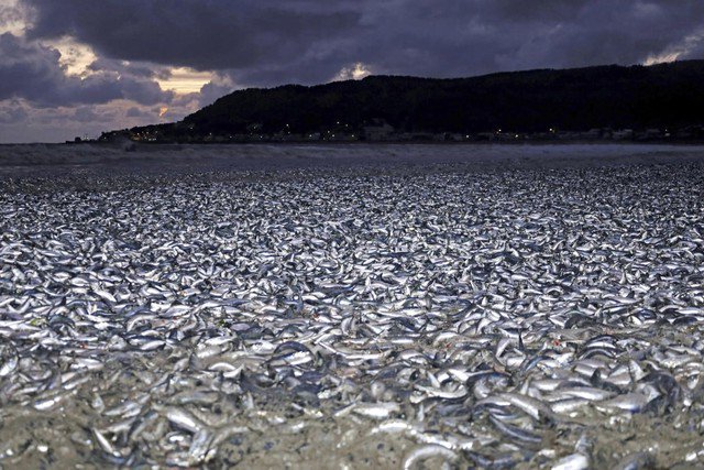 Cá mòi và cá thu dạt vào bãi biển ở Hakodate thuộc tỉnh Hokkaido – Nhật Bản hôm 7-12. Ảnh: AP