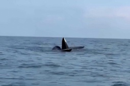 Tin tức trong ngày - VIDEO: 3 con cá voi dài gần 20 m ngoi lên mặt nước săn mồi ở Cô Tô