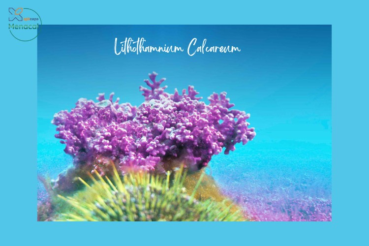 Chọn canxi tảo biển đỏ - Chọn canxi Menacal - 1