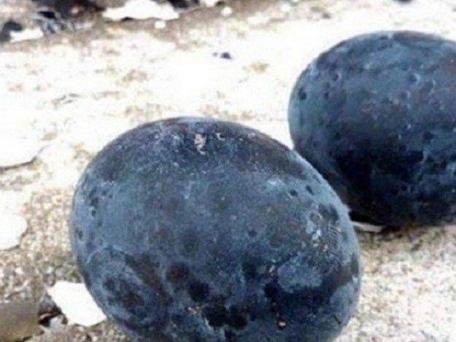 Thị trường - Tiêu dùng - Loại trứng gà “siêu lạ” đen như cục than, giá tới 1 triệu đồng/quả