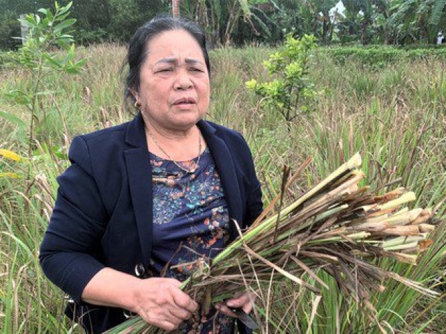 Thị trường - Tiêu dùng - Người dân vùng trồng sả điêu đứng vì doanh nghiệp 'bội tín'