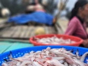 Thị trường - Tiêu dùng - Ngư dân Hà Tĩnh trúng 'lộc biển' những ngày cuối năm