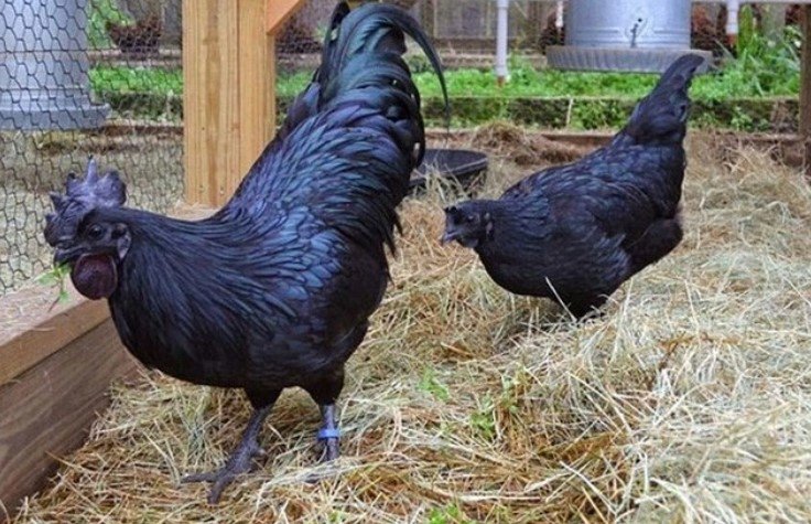 Loại trứng gà “siêu lạ” đen như cục than, giá tới 1 triệu đồng/quả - 1