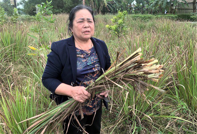 Người dân lo thất thu vì không thấy đơn vị thu mua sả.